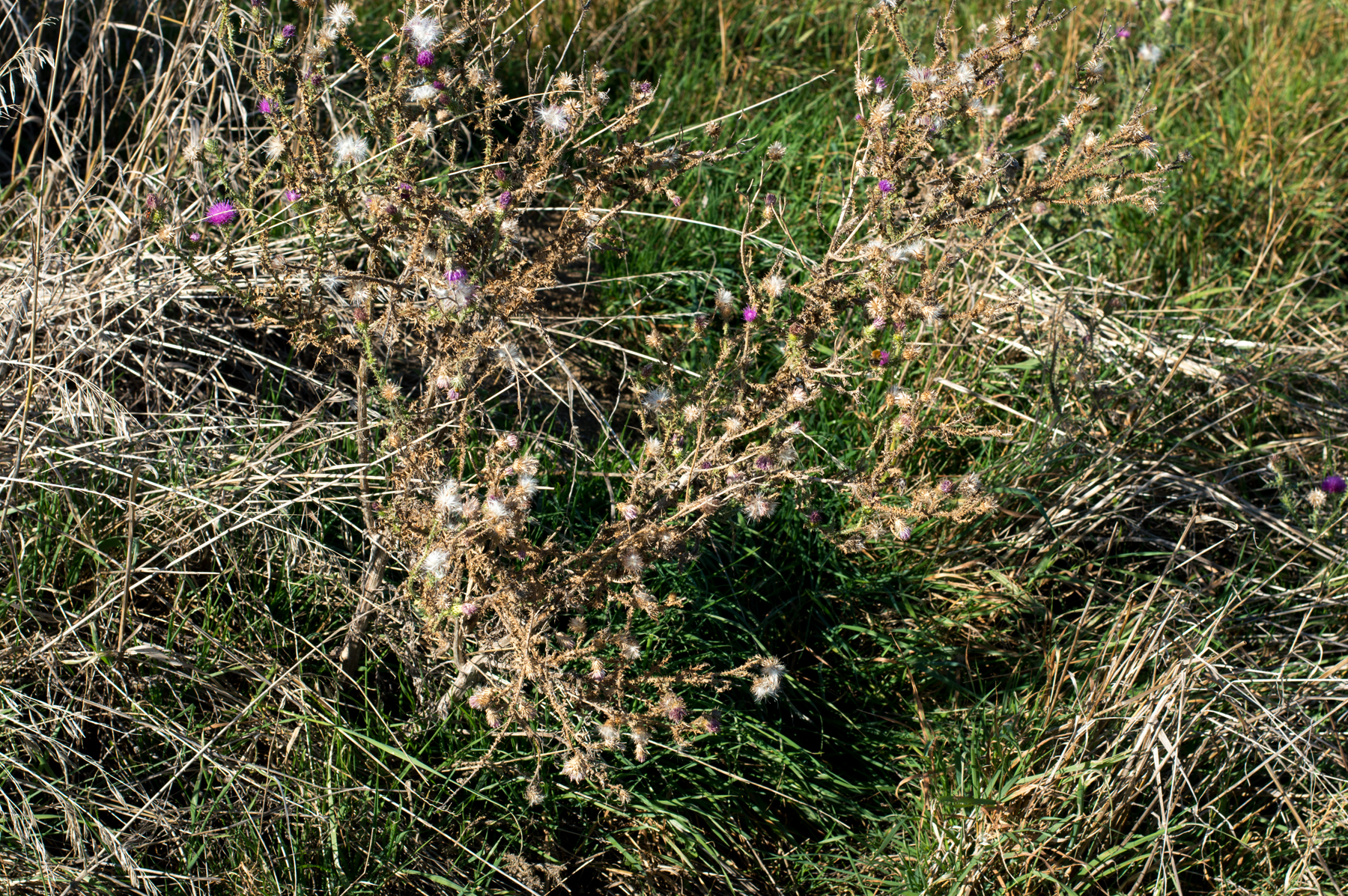 dsc_5889.jpg