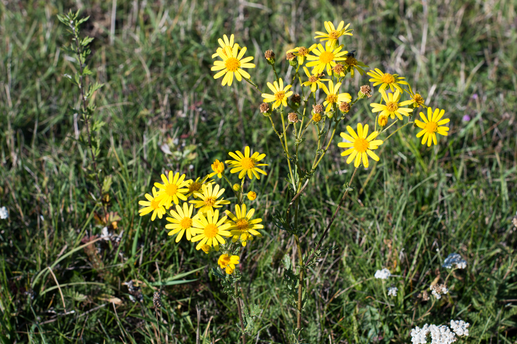 dsc_5906.jpg