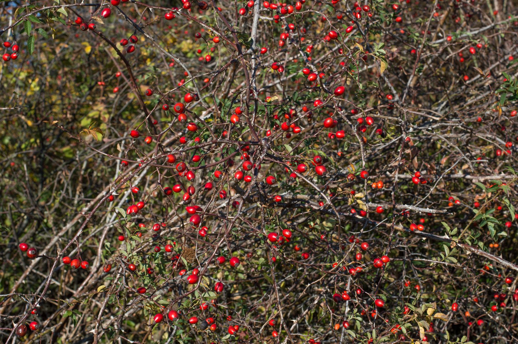 dsc_5921.jpg