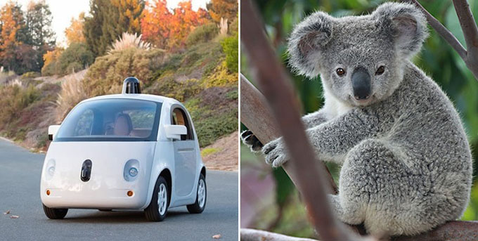 google-auto-kontra-koala.jpg