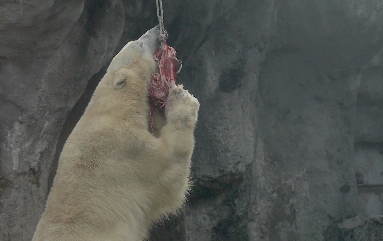 20013_zoo-jegesmedve-mackofarsang05.jpg