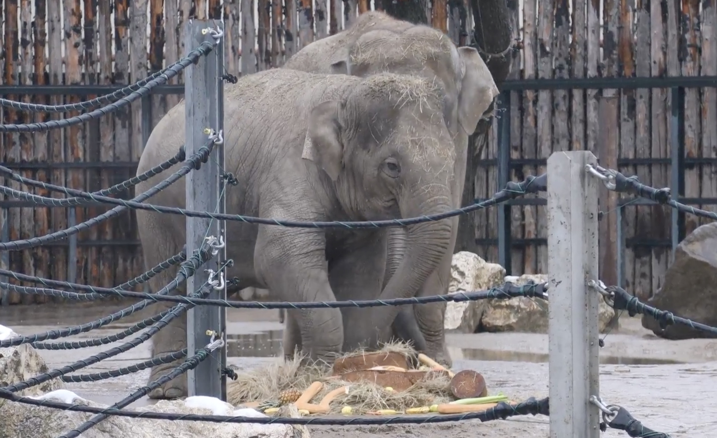 asha-elefant-szuletesnapi-torta.jpg