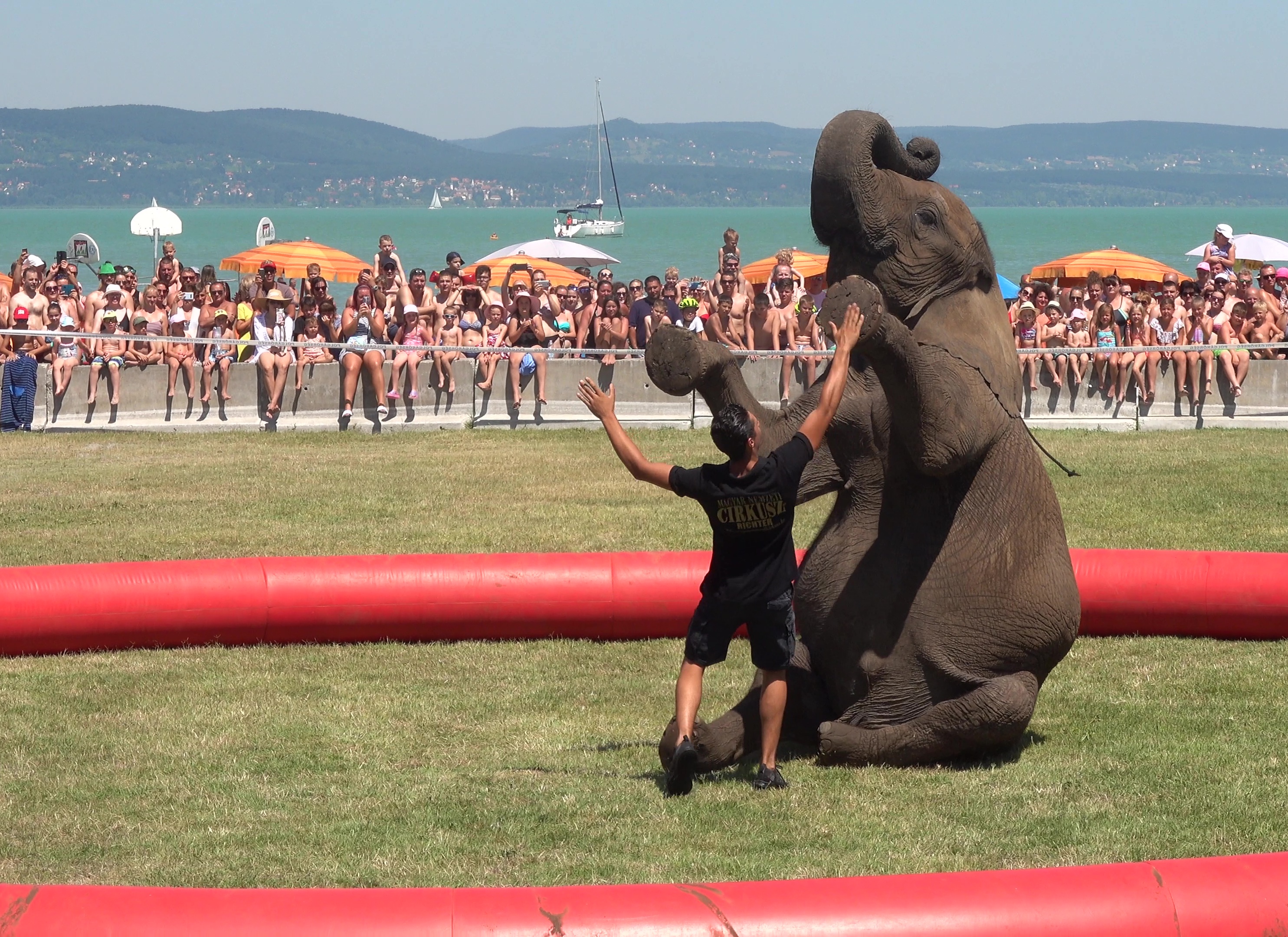 elefant-pacsi-balatonlelle-napfeny-strand.jpg