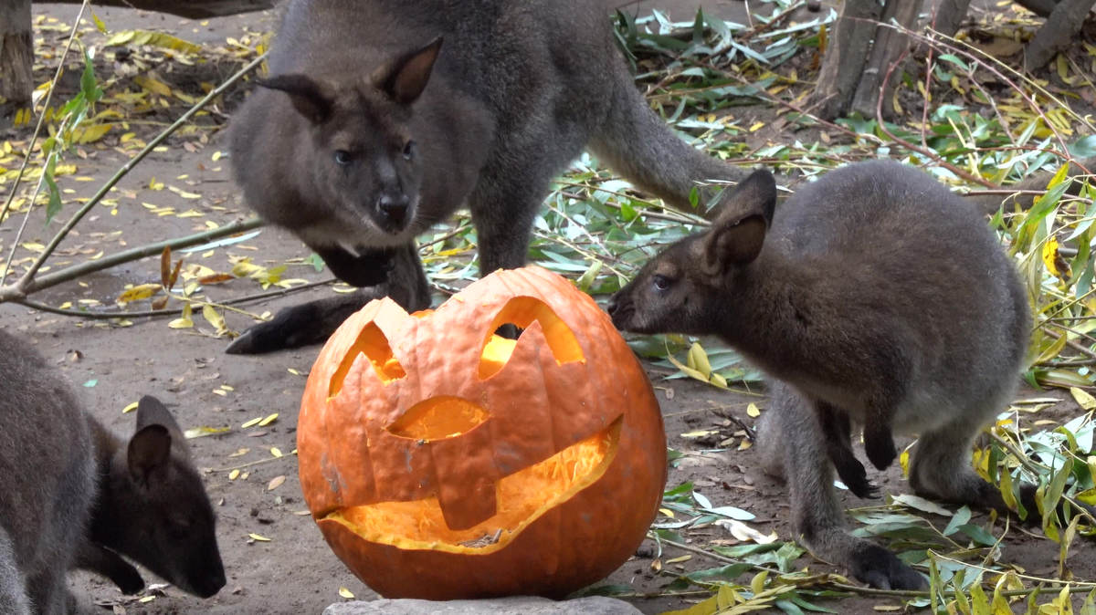 kenguru-halloween-allatkert-budapest.jpg