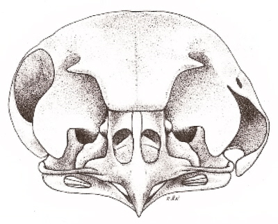 aegolius_skull.jpg