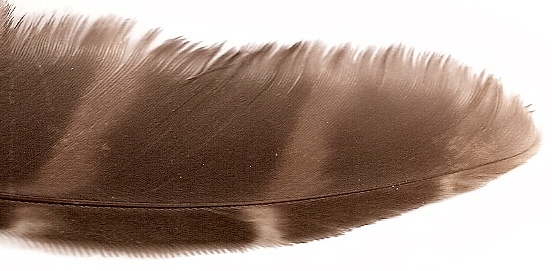 barred_owl_feather.jpg