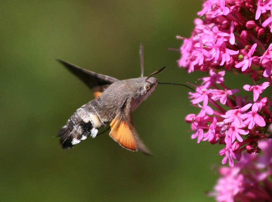 index_hummingbirdhawkmoth_npartridge.jpg