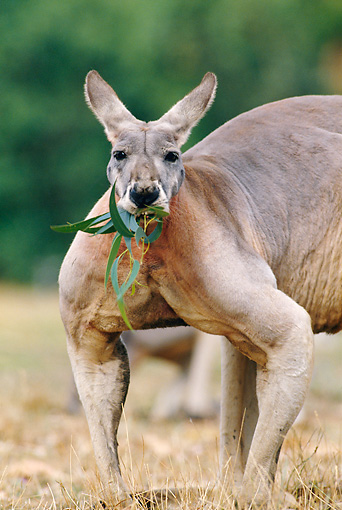 kangaroo-muscles.jpg