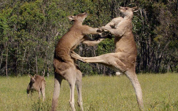 A legmacsóbb kenguruk - Egy természetbúvár naplója