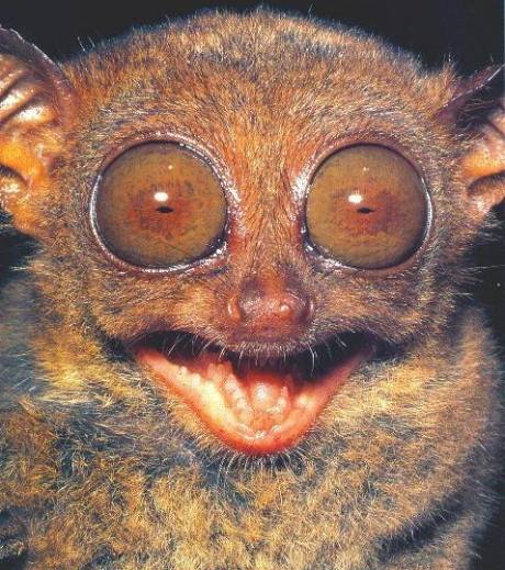 le-tarsier-possede-34-dents_14933_w460.jpg