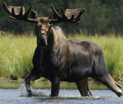 moose-in-the-river.jpg