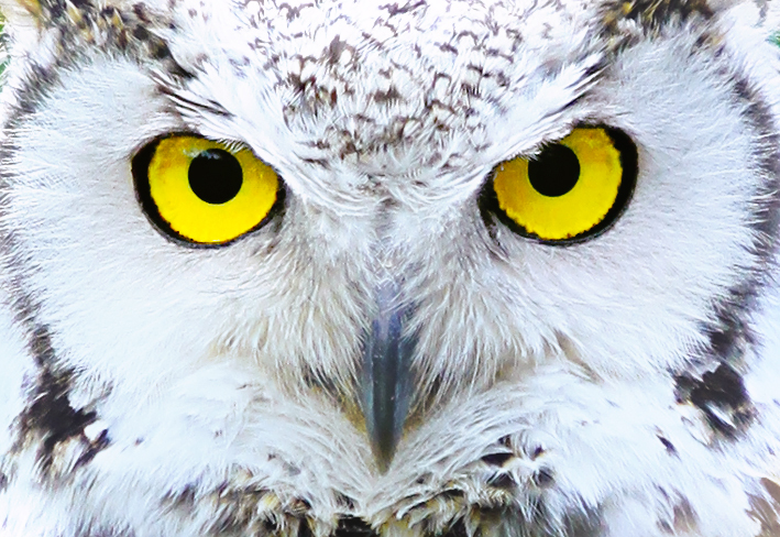 owl_eyes_by_shadow_of_intention-d41veoq.jpg