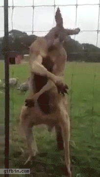 reverse-1392140367_kangaroo_flexes_muscles_and_poses_for_camera.gif