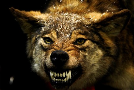wolf-angry.png