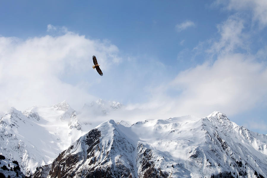 bald-eagle-over-mountains-michele-cornelius.jpg