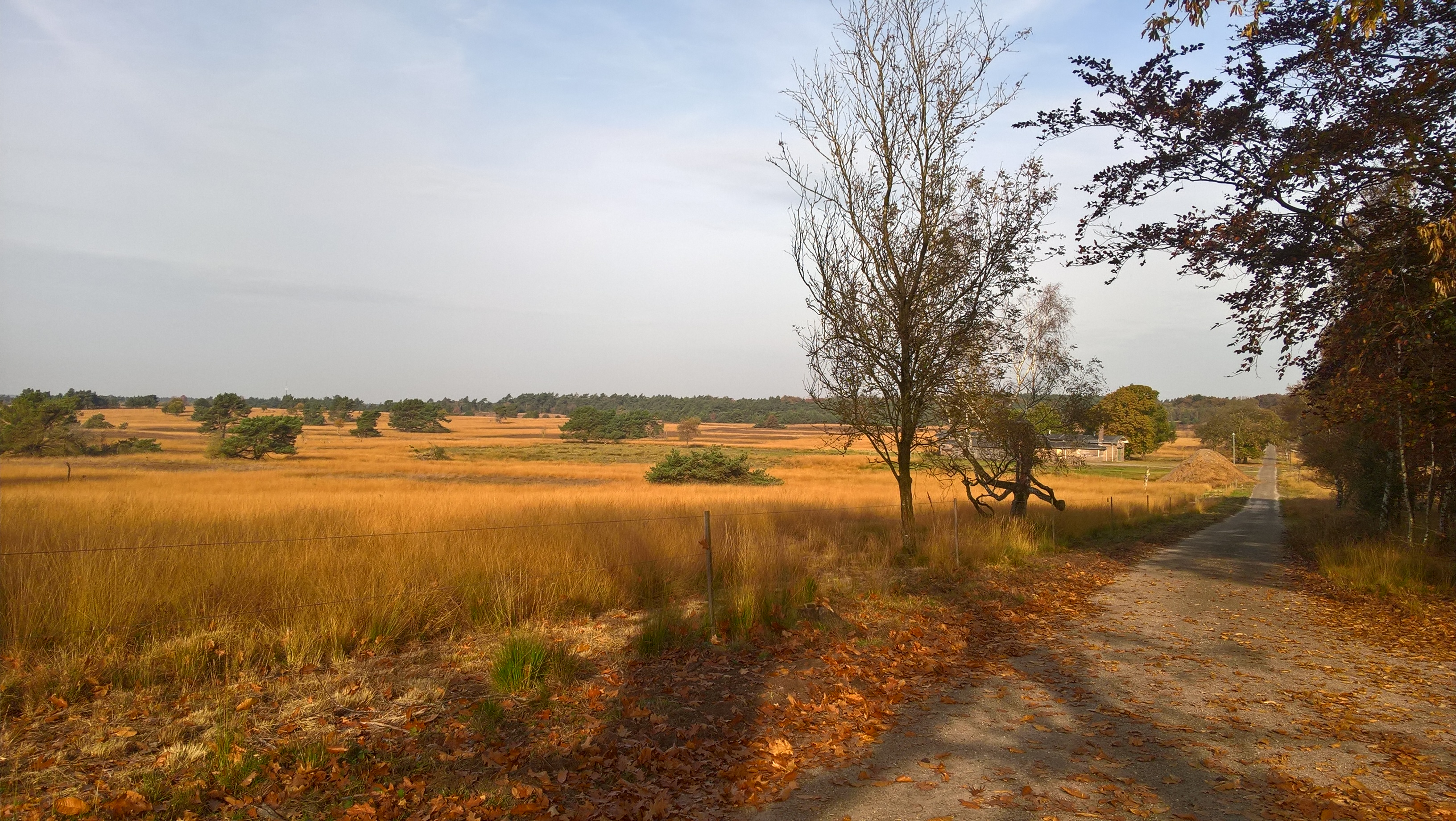 veluwe_dunek.jpg