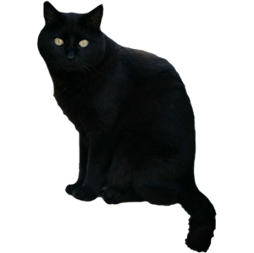 fekete-macska.png