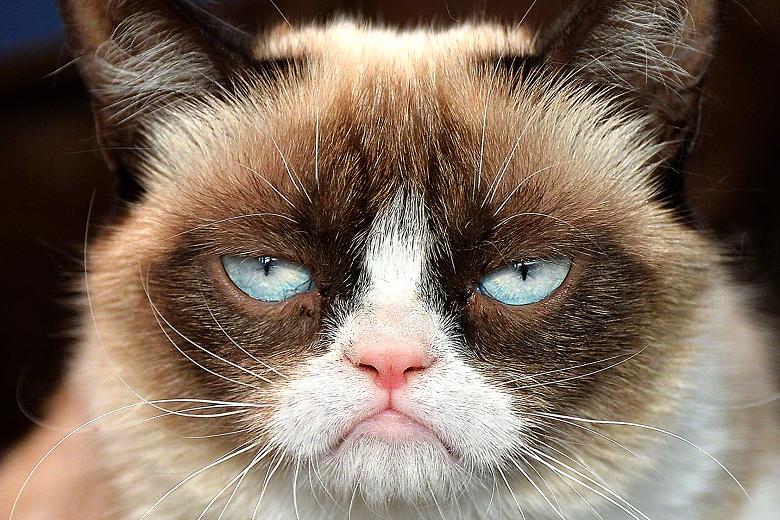 grumpy-cat.jpg