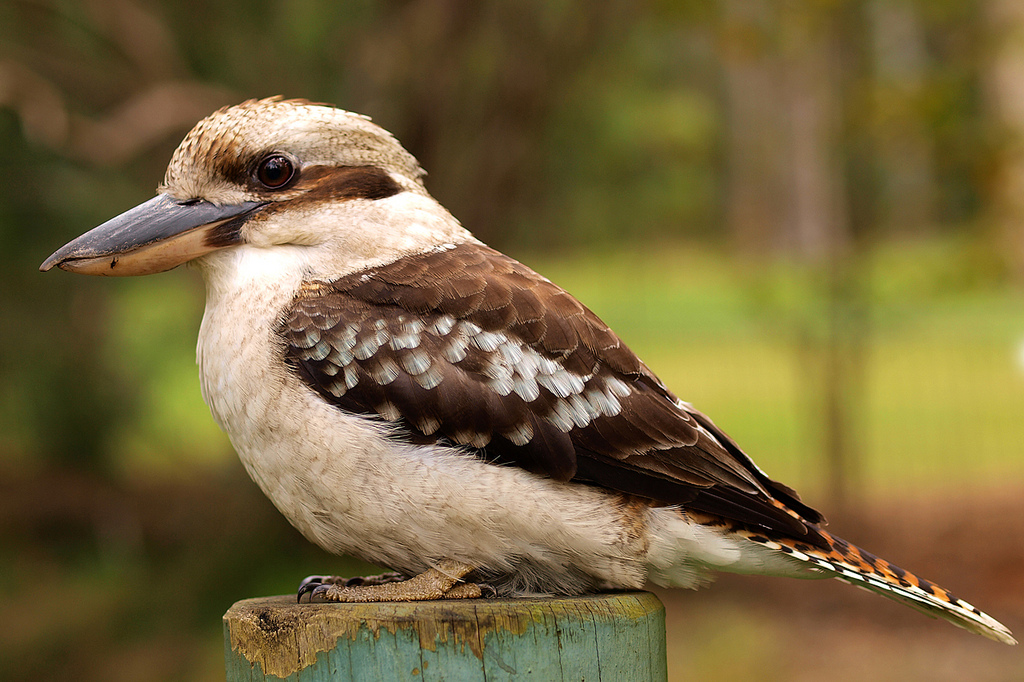 dacelo_novaeguineae_-brisbane_australia-8.jpg