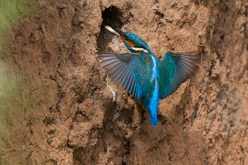 A bejárat. Kép forrása: http://www.wildlifelens.co.uk/tag/nest/