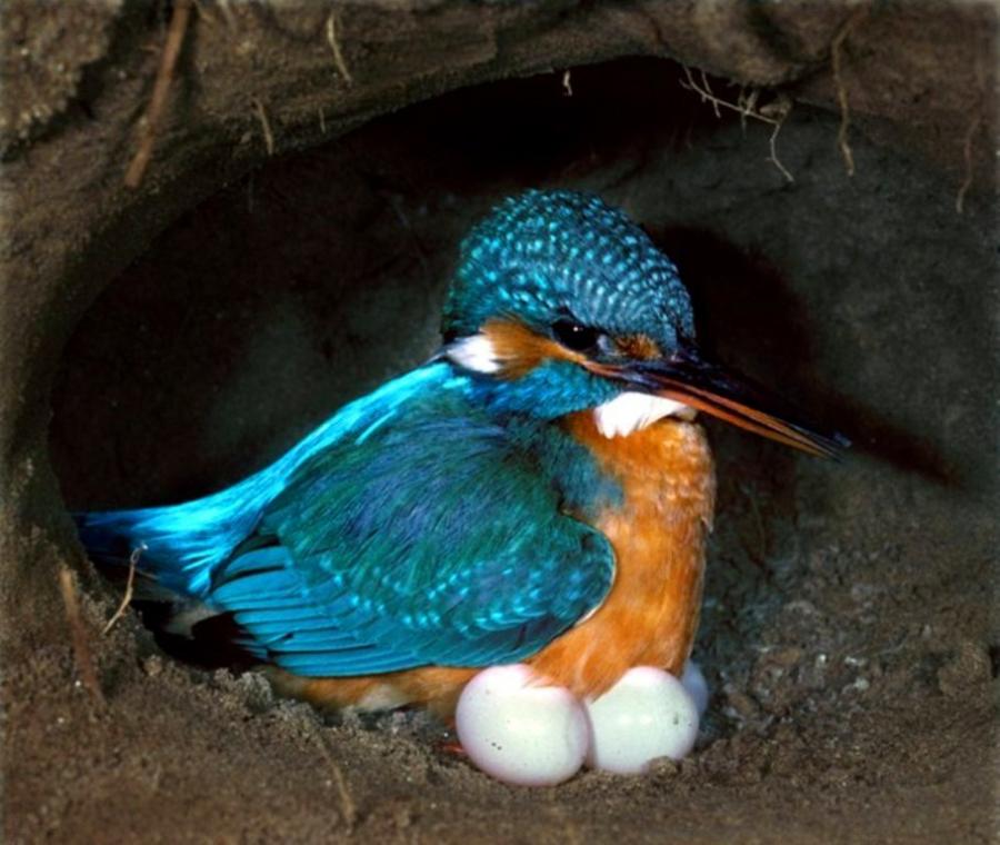 A tojásokon... Kép forrása: http://www.glenchilton.com/tag/common-kingfisher/