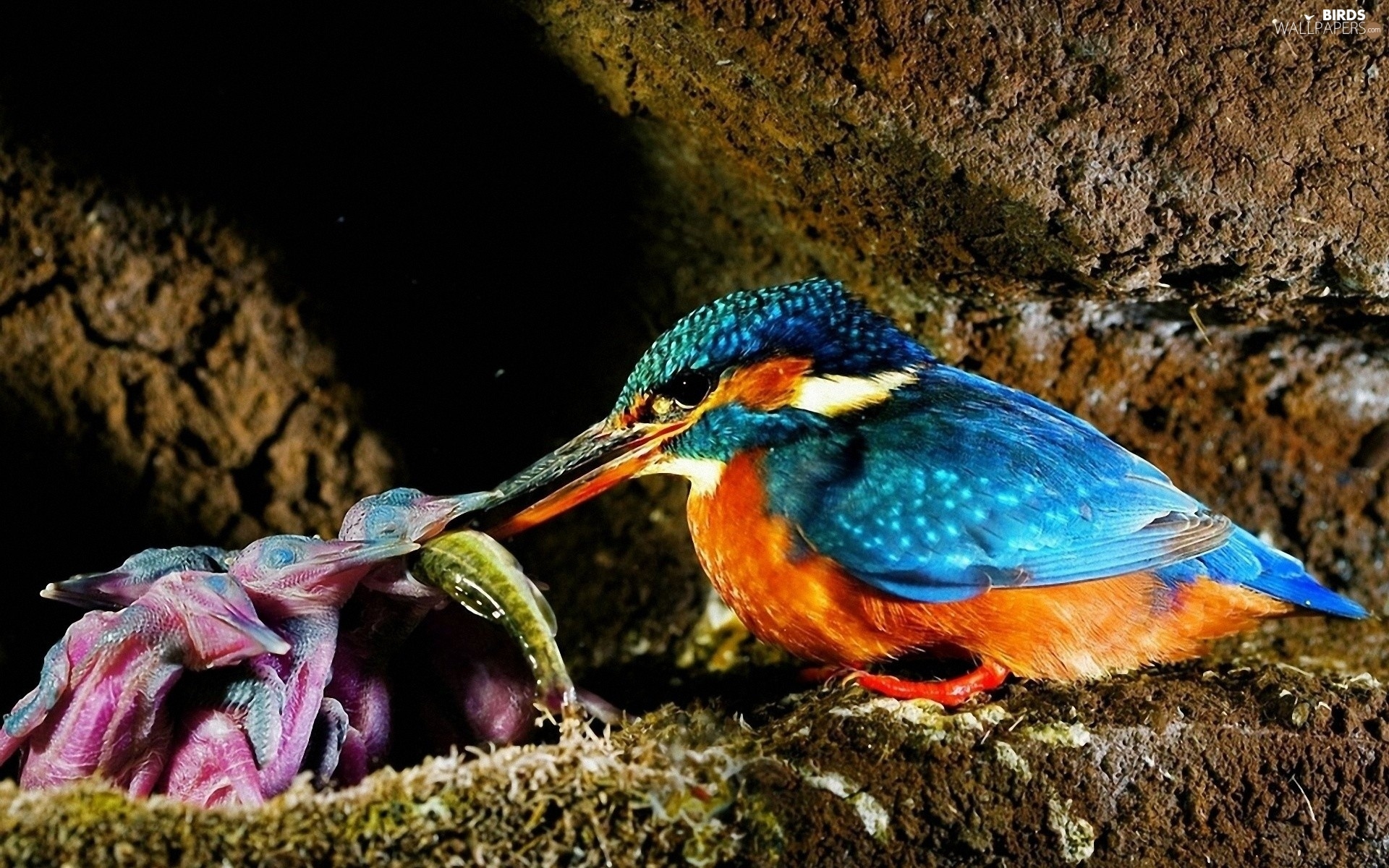 Etetésidő! Kép forrása: http://www.birds-wallpapers.com/bird,nest-nursing-young-kingfisher