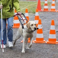 Április 27: a vakvezető kutyák világnapja