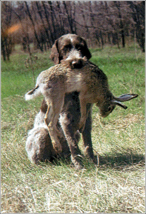 Vizsla.jpg