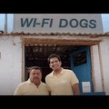Hogyan kereshetünk wifit kutyák segítségével?