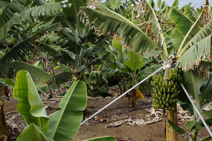 Az olasz banántermesztőknek jól jön a klímaváltozás