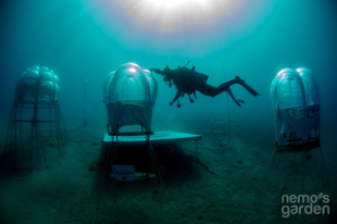A víz alatti földműveseké a jövő?