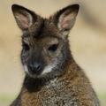 sukkker: megszöktek a kenguruk
