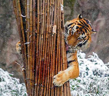 tree_hug_tiger.jpg