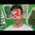 Milyen fenyőt vegyek? - Karácsonyfa dilemma