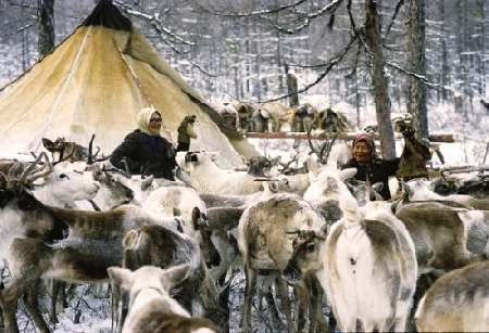 A mostanra jobbára már nem nomád, de hagyományosan rénszarvastartással foglalkozó tunguz evenkik.