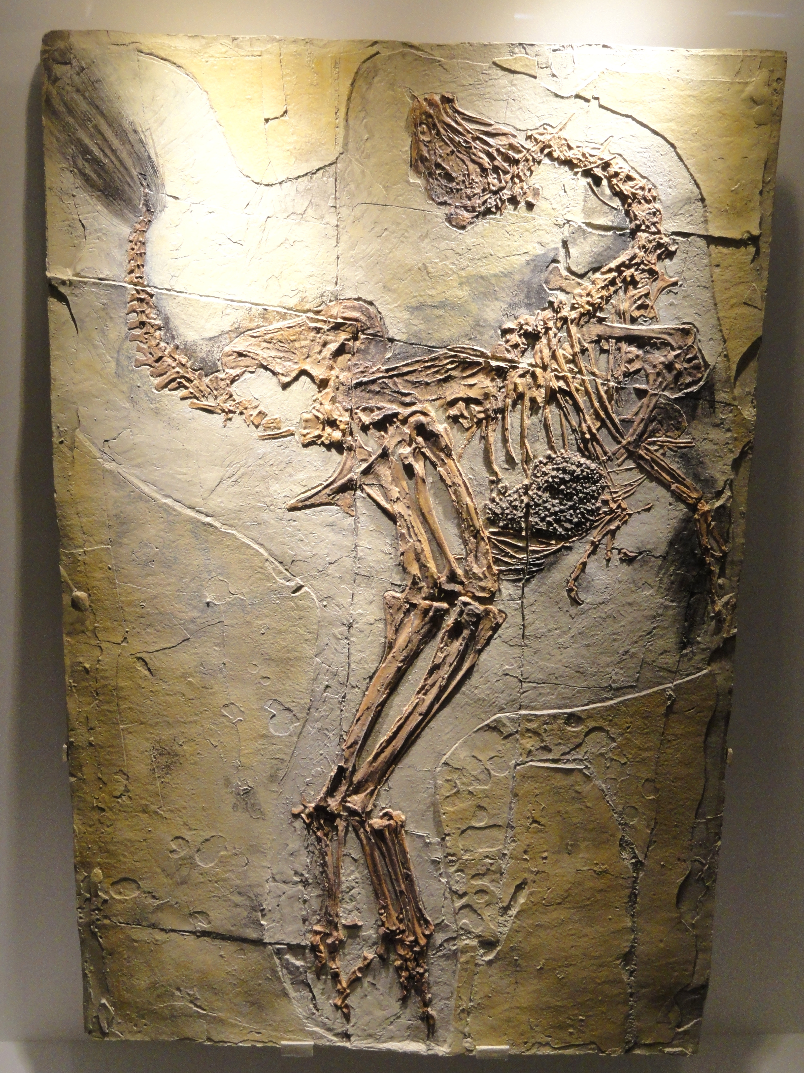 caudipteryx_zoui_feathered_dinosaur_plate_early_cretaceous_yixian_formation_liaoning_china_houston_museum_of_natural_science_dsc01866.JPG