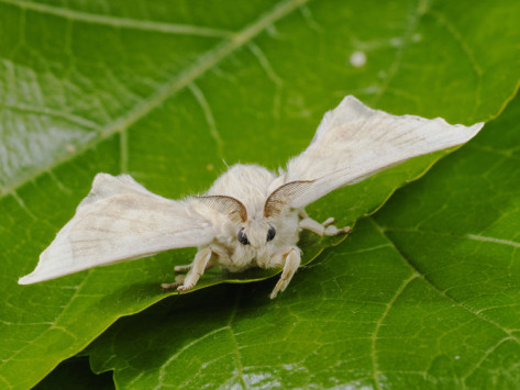 fabio-pupin-silk-moth-adult-male-bombyx-mori.jpg