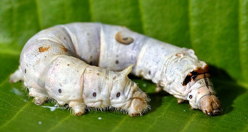 silkworm.jpg