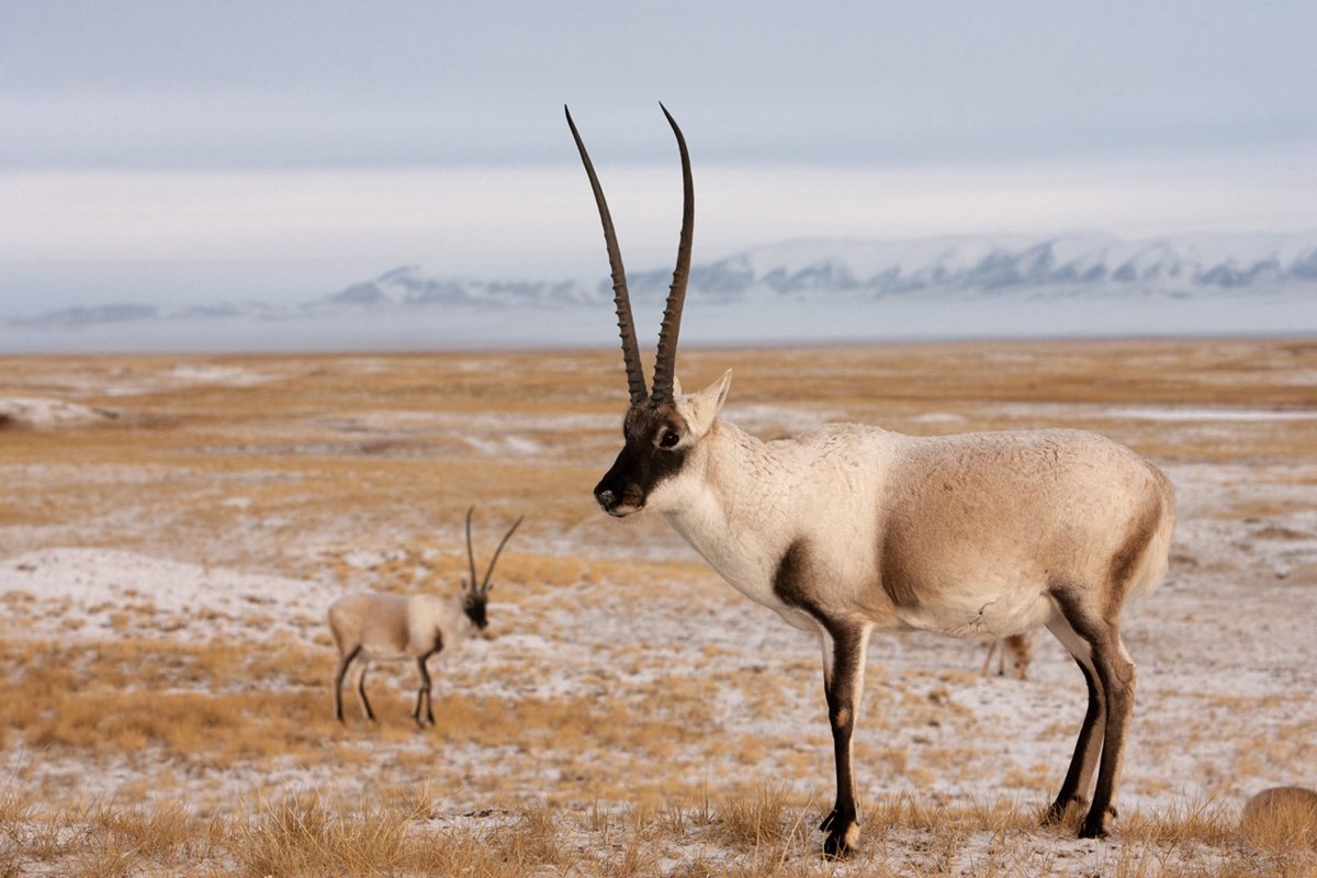 tibetanantelope.jpg