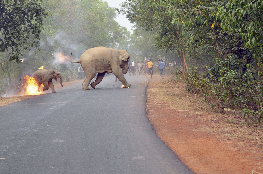 elefant1.jpg