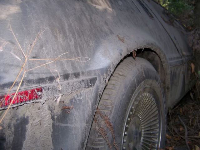 abandoned-delorean-found-in-a-forrest-photo-gallery_3.jpg