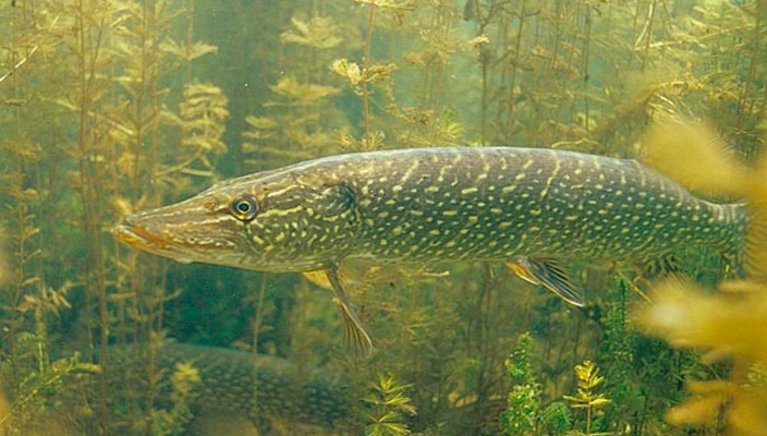 northernpike.jpg