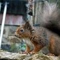 Véres mókusháború Angliában