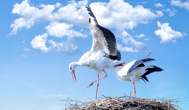 Több ezer fészektartóval várja az áramszolgáltató a gólyákat