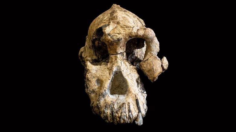 3,8 millió éves koponyát találtak