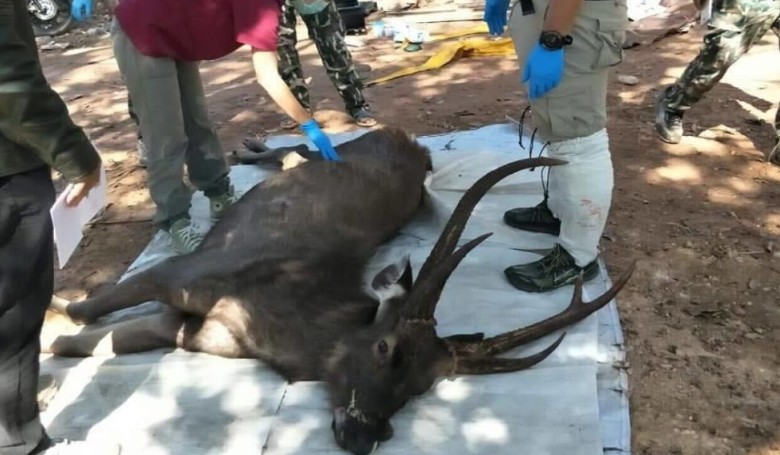 Férfi alsónadrág és törülköző is előkerült a szarvasbika gyomrából