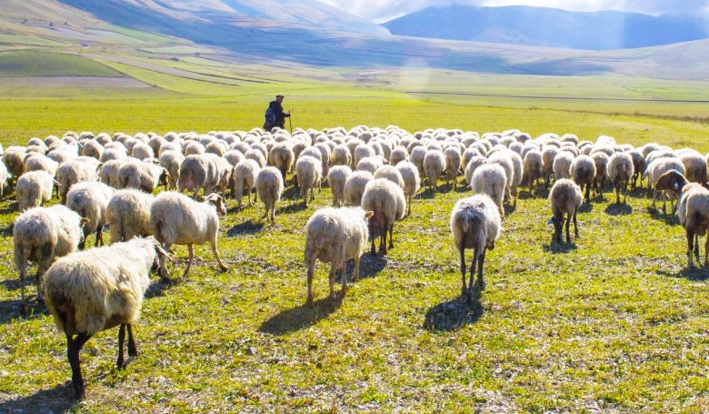 Bárányok és pásztorok
