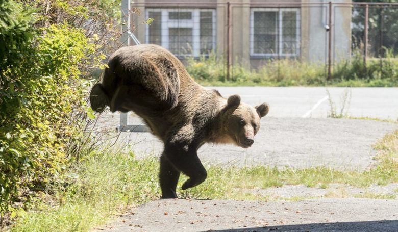 Új irány a medvékkel való küzdelemben