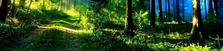 green-forest-2.jpg