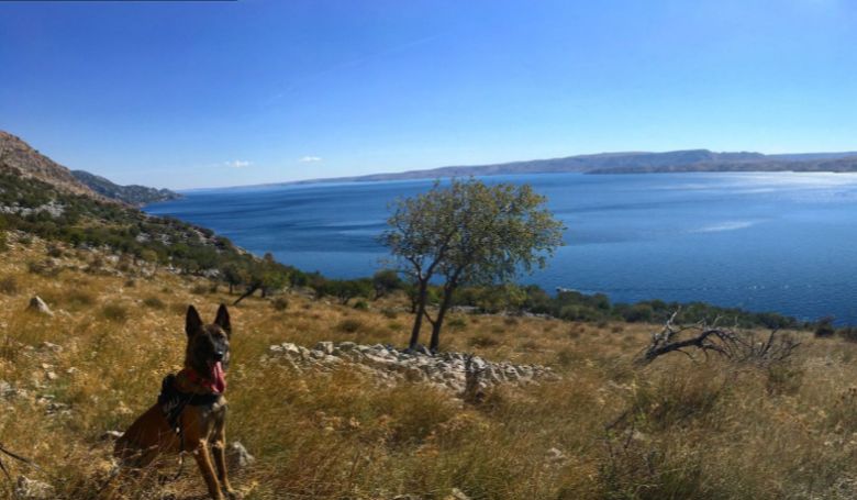 Kutyákat használnak régészeti leletek feltárására horvát archeológusok